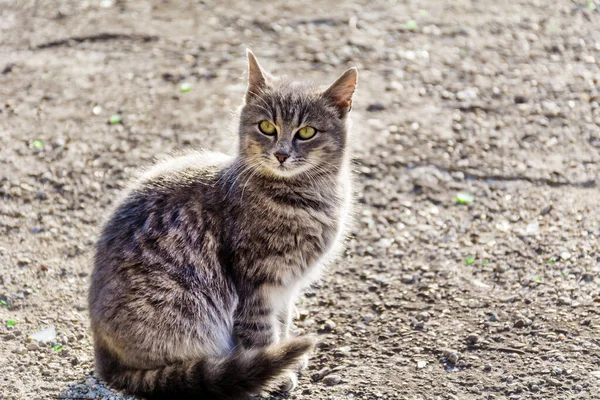 Grijze Kat Zitten Buiten Met Achtergrondverlichting — Stockfoto