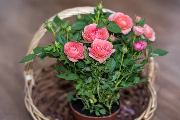 Rosas Cor Rosa Uma Palha Basket Flowers Fundo — Fotografia de Stock