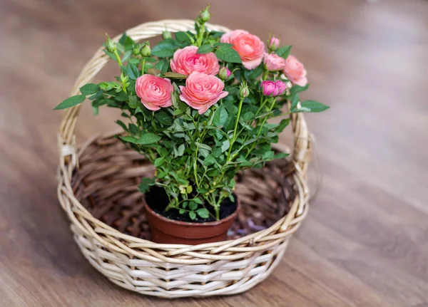 Rosas Cor Rosa Uma Palha Basket Flowers Fundo — Fotografia de Stock