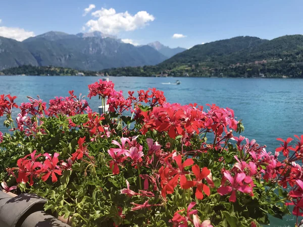 Lago Como Itália Florescendo Flores Gerânio Vermelho Como Lake Background — Fotografia de Stock