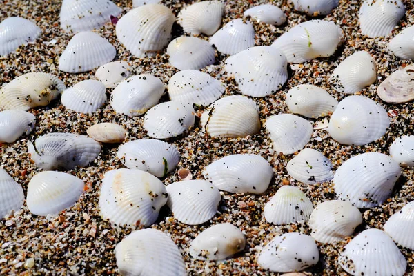 Seashells Sand Summer Holiday Concept — Stock Photo, Image