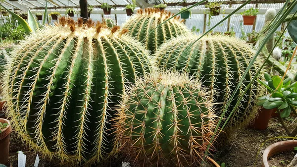 Duże Kwiaty Kaktusów Garnkach Ogrodzie Botanicznym — Zdjęcie stockowe