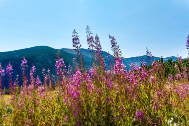 Chamaenerion Angustifolium Fireweed Rila Dağı 'nda. Yaz Dağındaki Bitkinin Pembe Çiçekleri 
