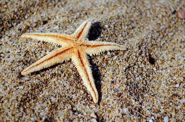 Seashells Sand Summer Holiday — Stock Photo, Image