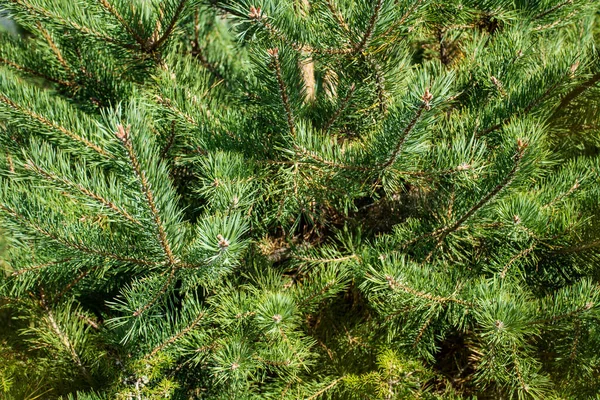 Ramos Pinheiro Verde Verão Pine Background — Fotografia de Stock