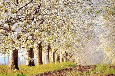 Tomurcuklanan Bahar Ağaçları Ham Manzaralı Bahar Arkaplanı 