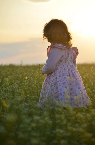 Menina Bonito Criança Prado Com Flores Primavera Florescendo Pôr Sol — Fotografia de Stock