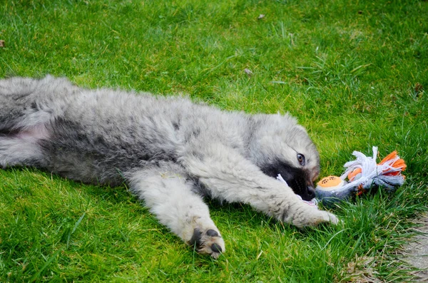 Χνουδωτός Καυκάσιος Ποιμενικός Σκύλος Ξαπλωμένος Ένα Πράσινο Γρασίδι Παίζοντας Παιχνίδι — Φωτογραφία Αρχείου