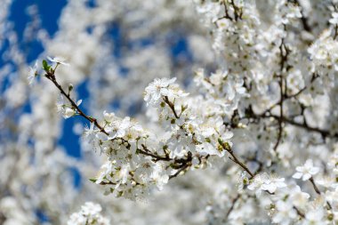 Mavi Arkaplanda Çiçek açan Bahar Kiraz Ağaçları 