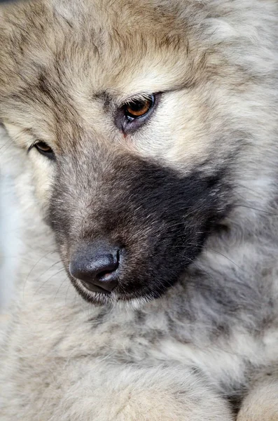Yumuşak Kafkas Bebek Çoban Köpeği — Stok fotoğraf