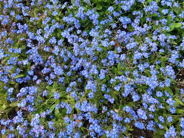 蓝色遗忘我的小花 花朵背景 — 图库照片