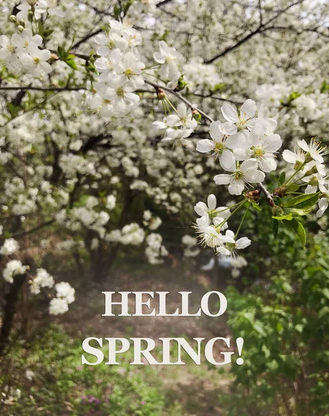 Hola Mensaje Primavera Con Hermoso Fondo Árboles Florecientes Cerezos — Foto de Stock