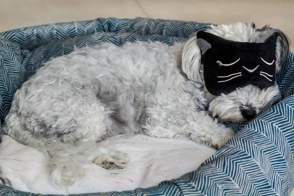 Cão Havanês Branco Com Máscara Sono Dormindo Sua Cama — Fotografia de Stock