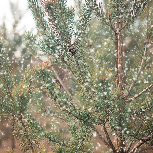 Зимняя композиция. Сосны в первый снегопад. Ждать? — стоковое фото