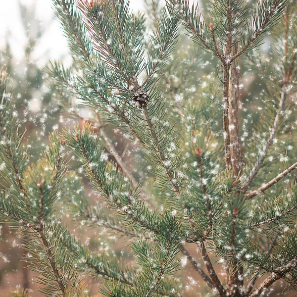 Composição de inverno. Pinhais na primeira nevasca. Aguardando fo — Fotografia de Stock