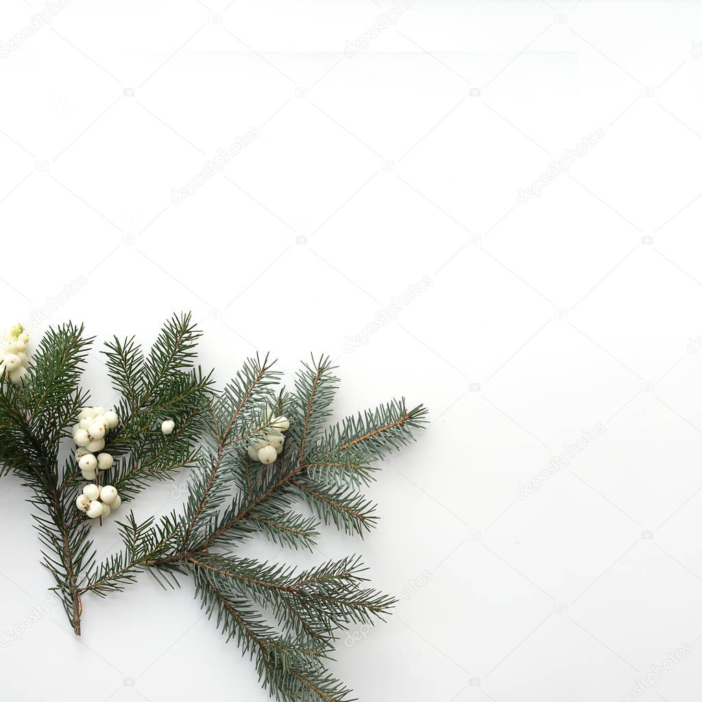 Christmas composition. Pine branch with white berries on a squar