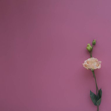 Kare arkaplanda narin şeftali Eustoma