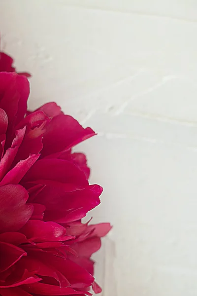 Flor de peonía rosa sobre un fondo de textura blanca . — Foto de Stock