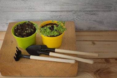 bahçe araçları ile ahşap bir arka plan üzerinde tencere de fide