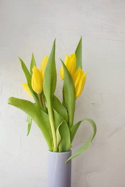 Sarı laleler, beyaz gri dokuda bir vazoda taze parlak.