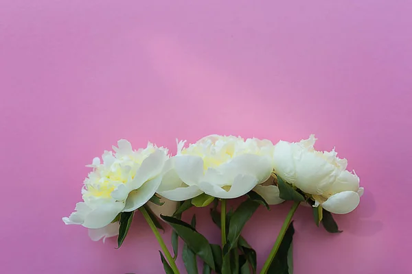 Composición floral. Peonías blancas sobre fondo rosa . — Foto de Stock