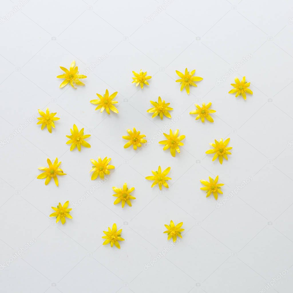 yellow spring flowers on a light square background