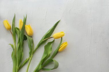 Sarı laleler beyaz gri arkaplanda taze ve parlak.