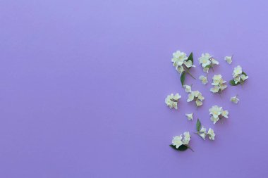 Leylak sırtına kokulu yasemin kokulu küçük beyaz çiçekler.