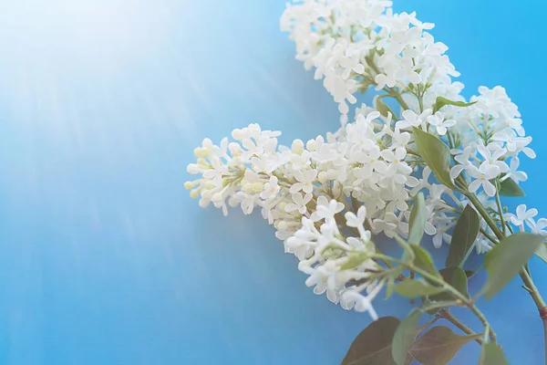 Lilas blanc sur fond bleu au soleil . — Photo