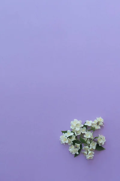 Ramo Primavera pequeñas flores blancas de jazmín fragante en un lila — Foto de Stock