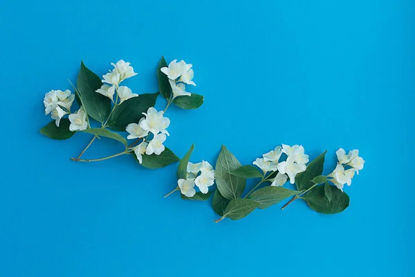 Sprigs of spring fragrant white jasmine on a bright blue backgro