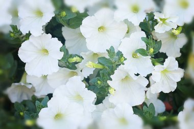 White Street Garden Petunia 'ya yakın plan. Bulanık çerçeveli tebrik kartı. Model ve projenin konsepti. Düzen, kopyalama alanı.