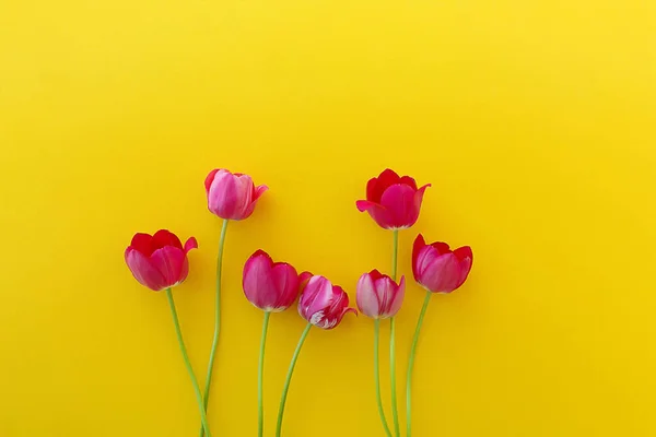 Siete Tulipanes Rojos Sobre Fondo Horizontal Amarillo Brillante Composición Flores — Foto de Stock