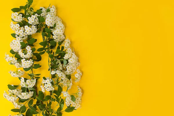 Branches of white spring spirea on a bright yellow background. Flowers composition. Minimalist concept for your mockup and project. Layout, flat lay, copy space, top view.