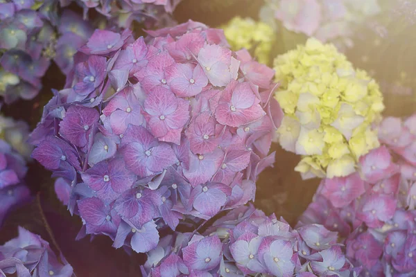 Purple hydrangea in the sun. Flowers composition. Composition for World Mother\'s Day. Selective focus