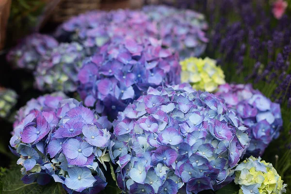 Purple hydrangea in the sun. Flowers composition. Composition for World Mother\'s Day.