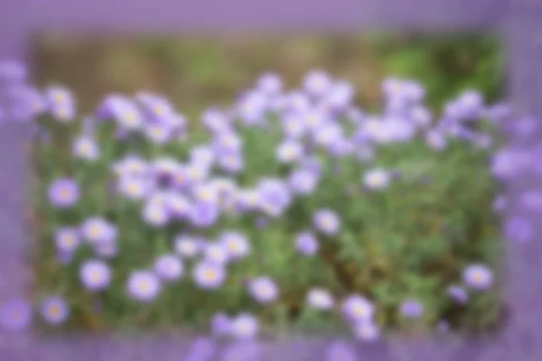 Çerçeveli Eflatun Renginde Bulanık Çiçek Arkaplanı Model Projeniz Için Konsept — Stok fotoğraf