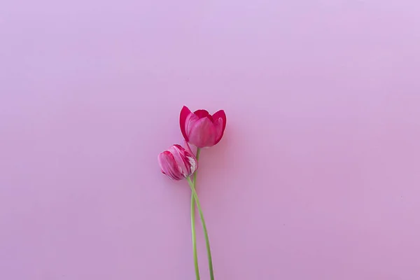 Dos Tulipanes Rojos Sobre Fondo Rosa Composición Flores Concepto Minimalista Imagen De Stock