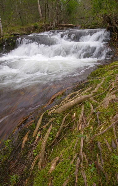 Kleine waterval via mossy boomwortels — Stockfoto