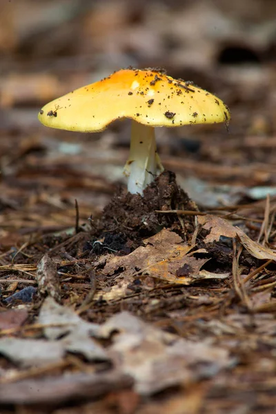 Muchomůrka Flaviconia houby — Stock fotografie