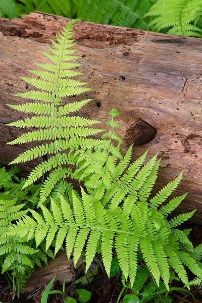 Cinnamon Ferns and Log — Stock Photo, Image