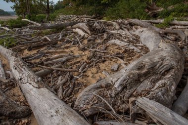 Driftwood üzerinde Ohio State Park Falls