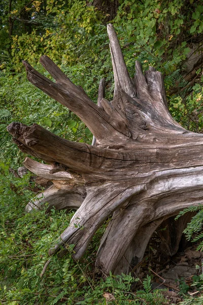 Driftwood üzerinde Ohio State Park Falls — Stok fotoğraf