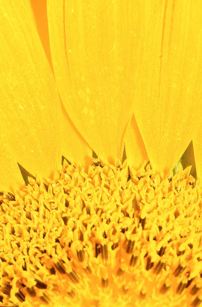 Желтый цветочный центр — стоковое фото