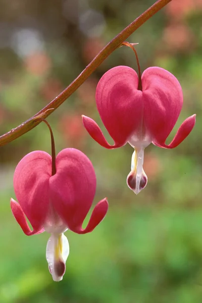 Par av blödning värme blommor — Stockfoto