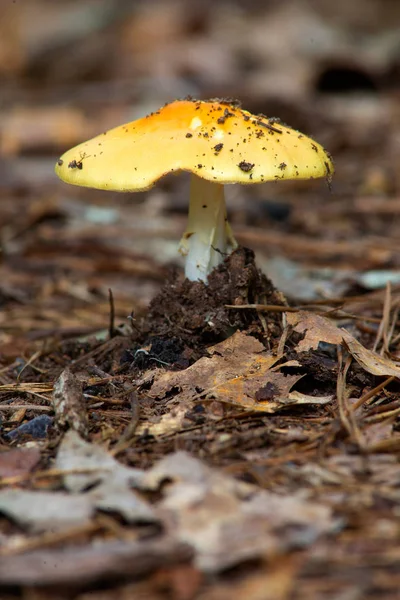 Muchomůrka Flaviconia houby — Stock fotografie