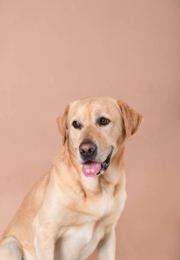 Labrador köpeği şeftali arka planda oturuyor kameradan uzağa bakıyor.