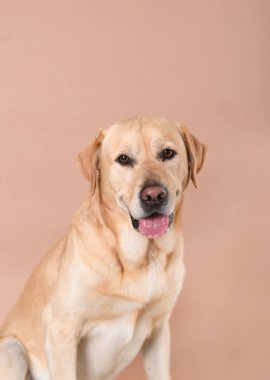 Labrador köpeği şeftali arka planda otururken gülümsüyor 