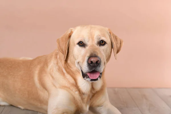 Labrador köpeği, şeftali arkaplanda, kereste zemininde yatıyor.