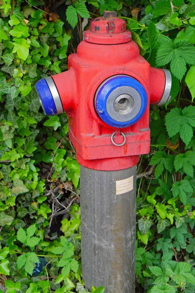 Hydrant im Gebüsch — Stockfoto